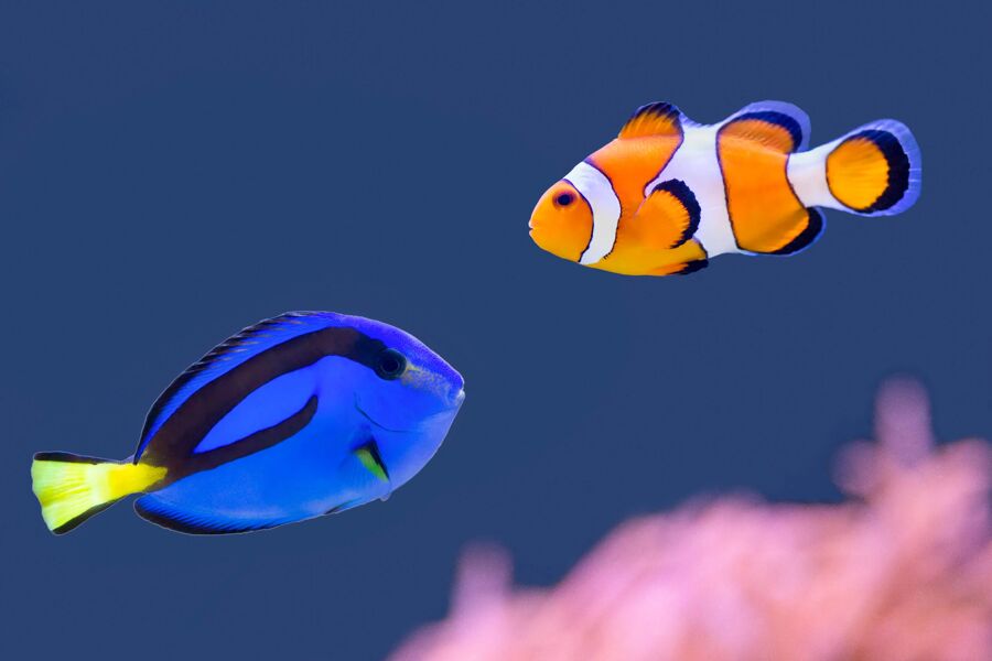 Nemo y Dory se están cociendo