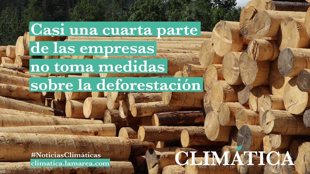Casi una cuarta parte de las empresas no toma medidas sobre la deforestación