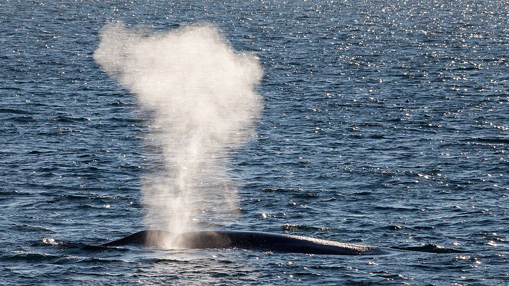 La actividad humana se ‘traga’ a las ballenas