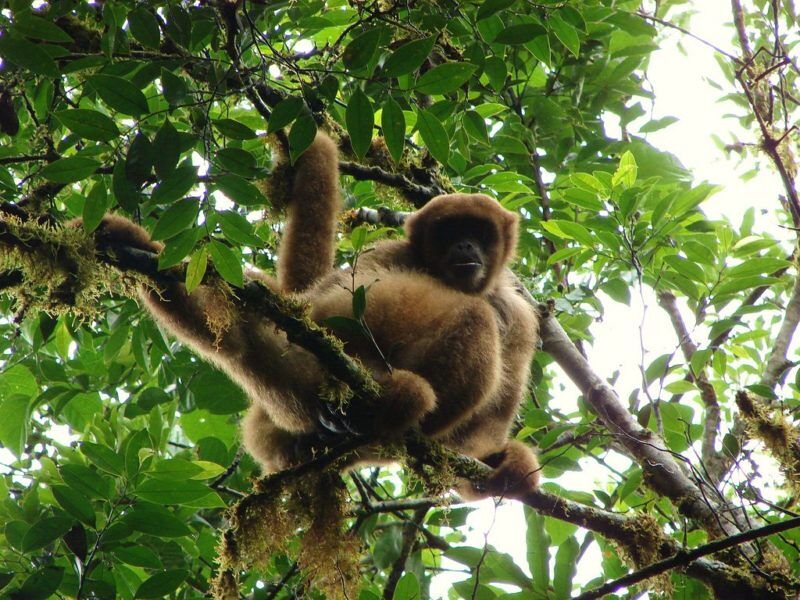 El declive de los primates pone en riesgo la supervivencia de los bosques atlánticos de Brasil