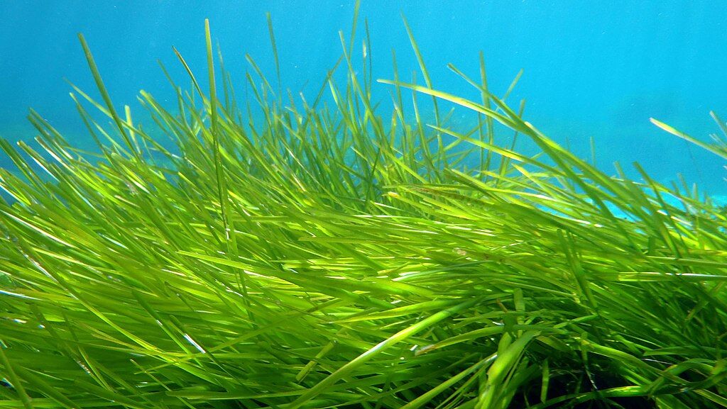 Las praderas submarinas almacenan más CO2 que los bosques: necesitamos protegerlas