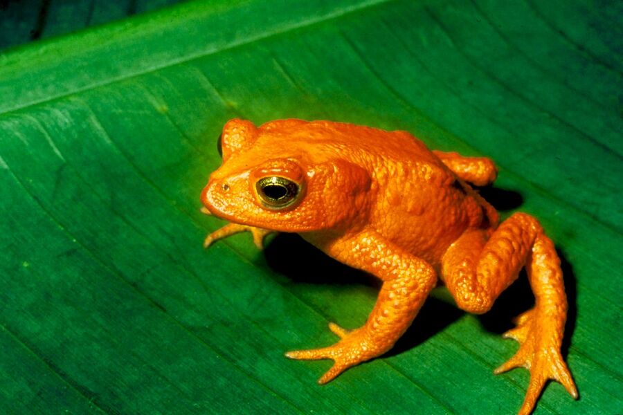 América Latina, frente al espejo del IPCC: exposición, vulnerabilidad y un sapo dorado desaparecido para siempre