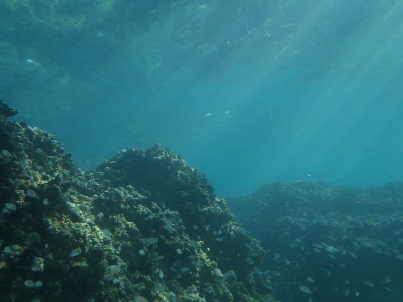 Noruega da luz verde a la minería submarina a pesar de las críticas a sus impactos ambientales