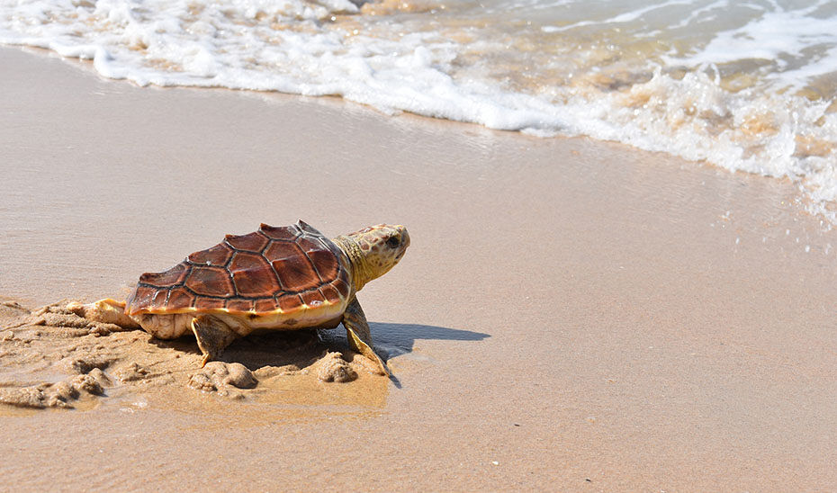 Nacen 20 ejemplares de tortuga boba en una playa de Almería