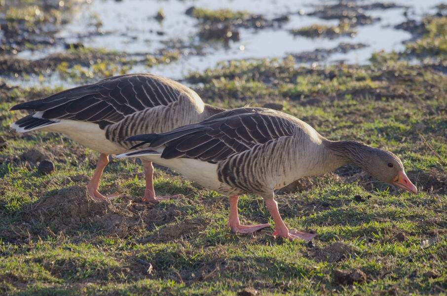 Declive de aves en Doñana, veinticinco años después del desastre minero de Aznalcóllar