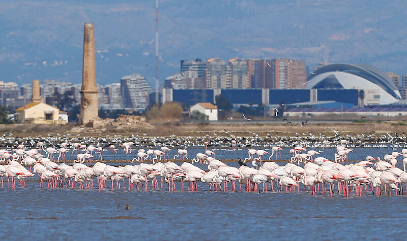 Los peligros ambientales de la ampliación del puerto de Valencia
