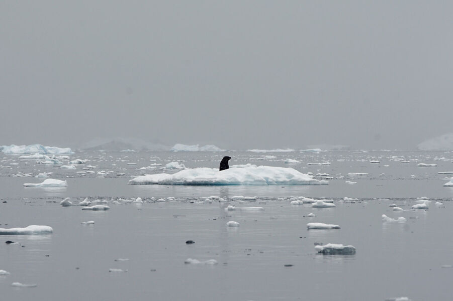 La Antártida ha perdido 7,5 billones de toneladas de hielo en 25 años