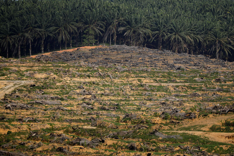 Ecomitos: los bulos ecológicos que agravan la crisis ambiental