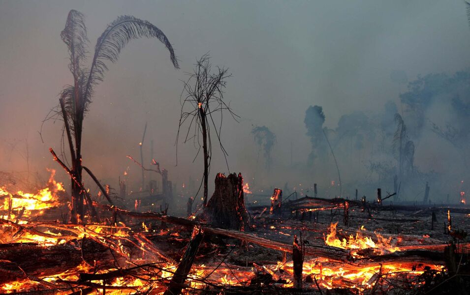 Prevenir pandemias a través de la lucha contra el cambio climático es cien veces más barato que enfrentar brotes como el de la COVID-19