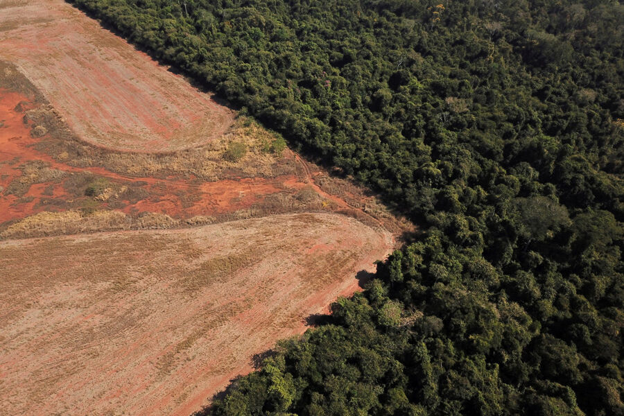 La Comisión Europea quiere frenar la deforestación sin molestar a la industria