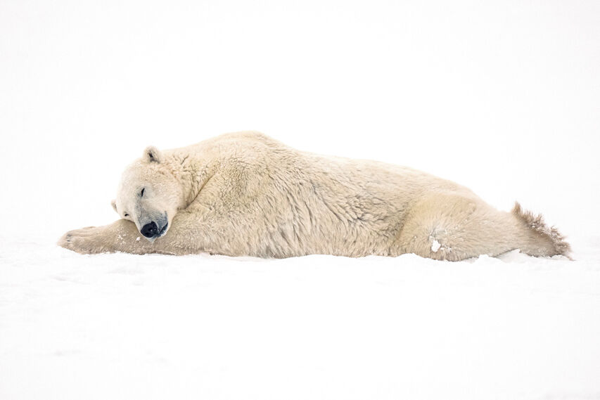 La población de osos polares de la bahía canadiense de Hudson se desploma a medida que el cambio climático calienta el Ártico