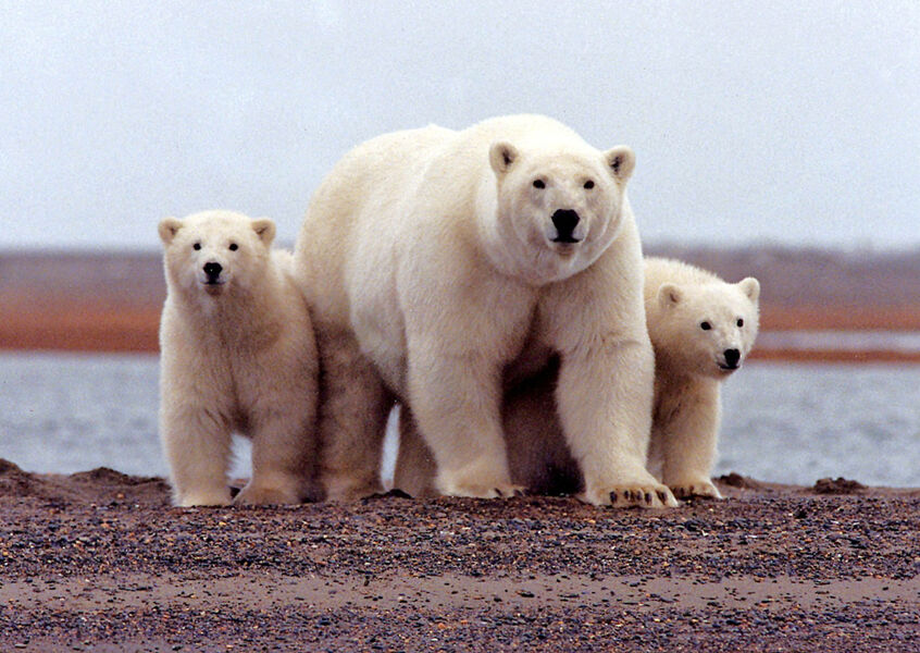 Biden aprueba el proyecto Willow para extraer petróleo en Alaska