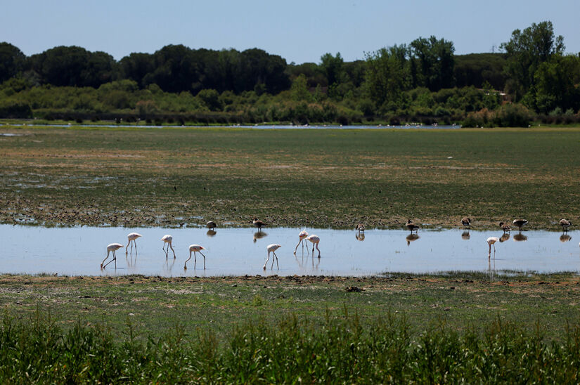 La UE logra pactar la histórica Ley de Restauración de la Naturaleza