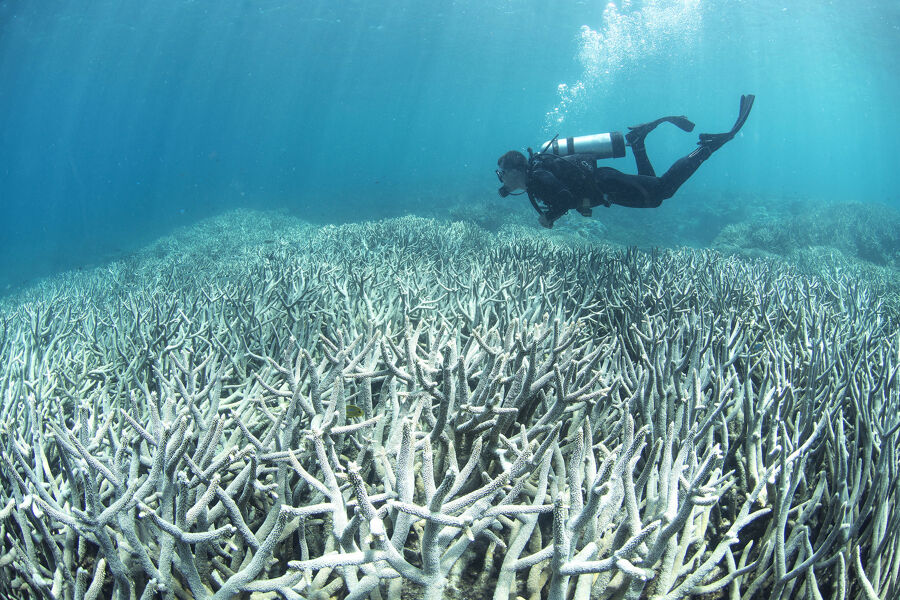 ¿Es el cambio climático un fenómeno reversible o irreversible?