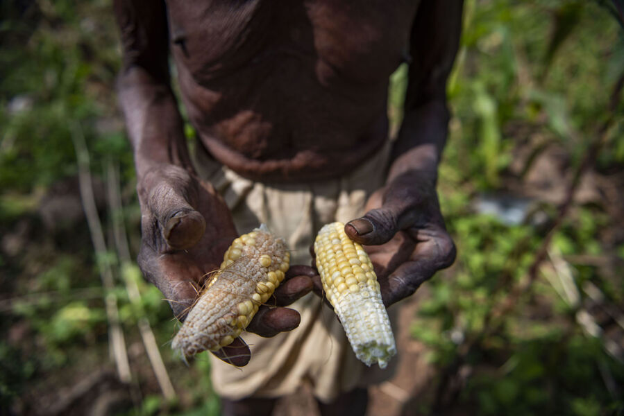 La soberanía alimentaria como alternativa a las crisis del hambre en el mundo
