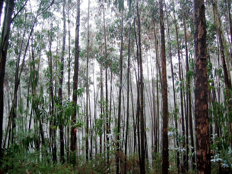 Las soluciones basadas en la naturaleza no resolverán la crisis climática (y solo harán que la gente rica se enriquezca todavía más)