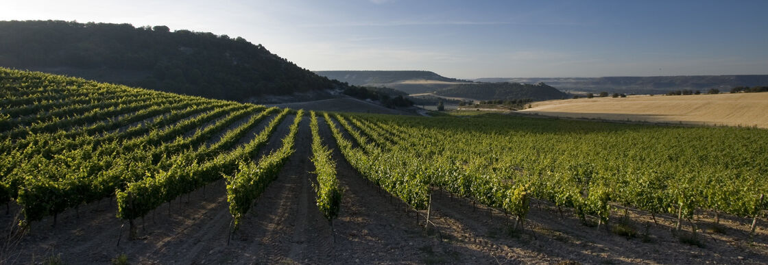 Los viñedos de la Ribera del Duero y nuevos combustibles para la barcos, entre las noticias que te contamos hoy