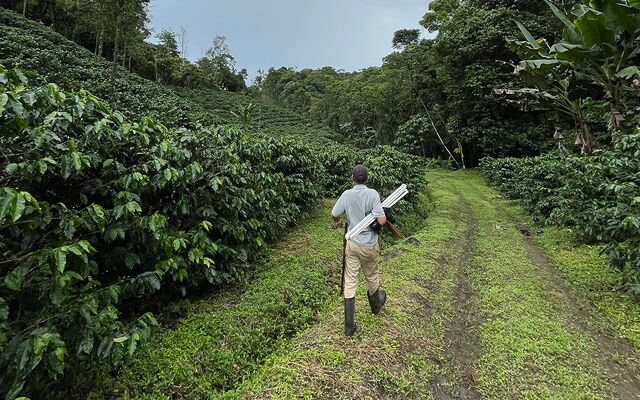 «Me parte el corazón»: las comunidades que cultivan el café de Costa Rica, amenazadas por el cambio climático