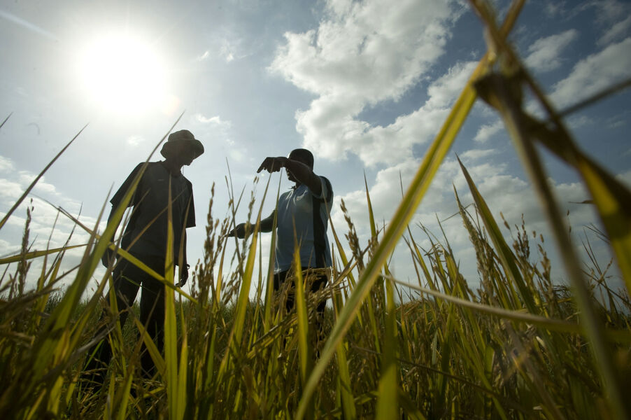 ¿Cómo amenaza el cambio climático a la producción mundial de alimentos?