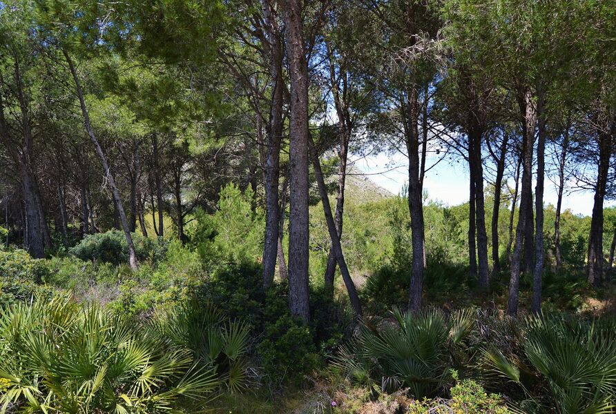 El secuestro de carbono puede desestabilizar bosques en la zona mediterránea