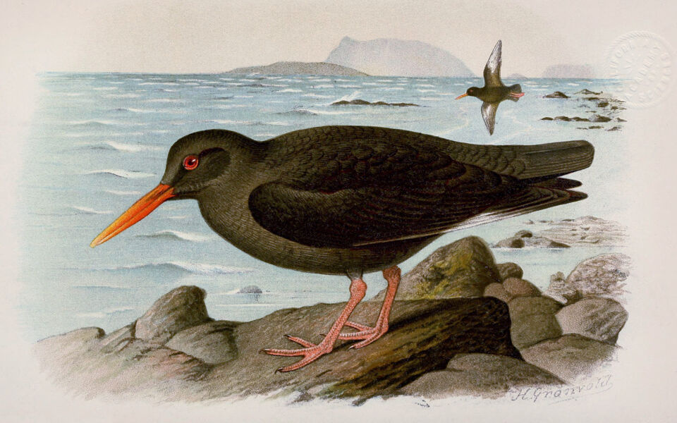 El ser humano habría provocado la extinción de 1.430 especies de aves