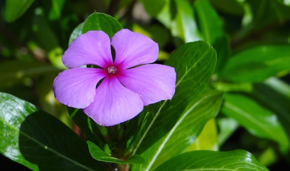 Henrietta, las balas mágicas y una planta de Madagascar