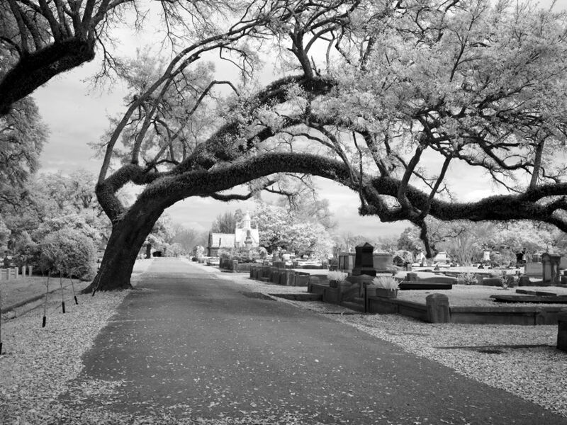 El árbol más viejo del mundo