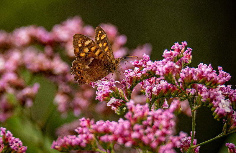 Ciudades sin mariposas por la sequía