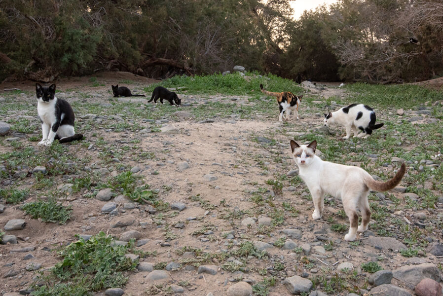 La ley de bienestar animal supone un ataque a la biodiversidad canaria