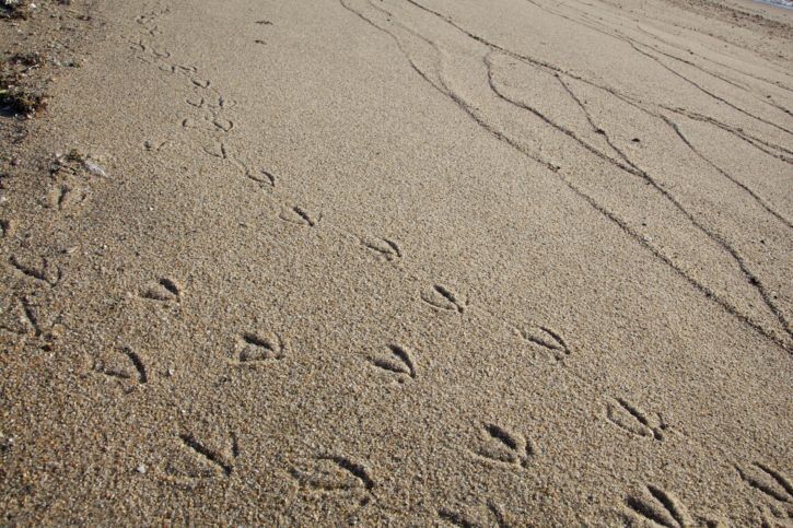 No podremos evitar la pérdida de especies si no nos esforzamos por conocerlas