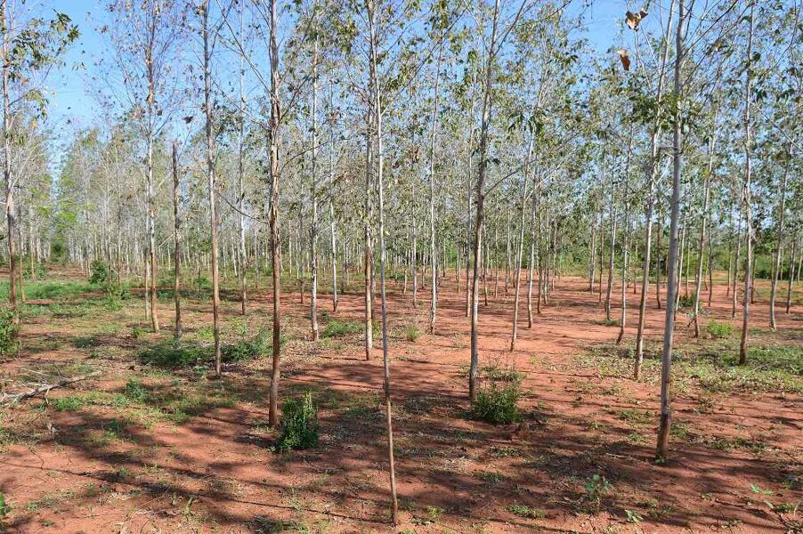 Plantar un billón de árboles no va a frenar el cambio climático