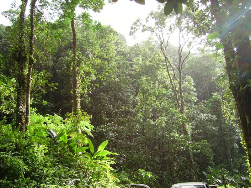 El impacto climático de la pérdida de bosques tropicales intactos se subestimó en un 626%
