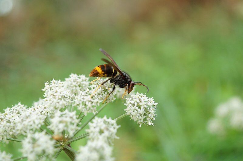 Las actividades humanas han introducido más de 3.500 especies exóticas invasoras nocivas
