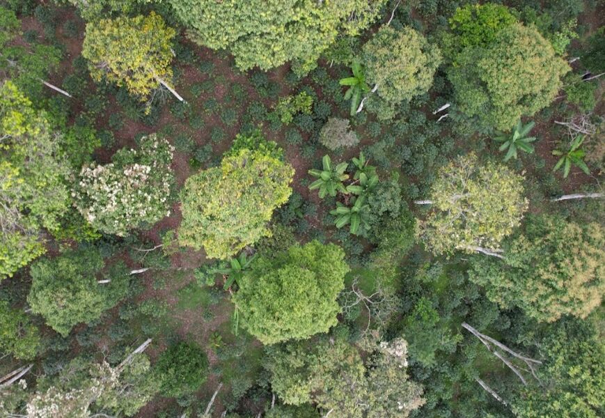 Las medidas con mayor potencial de acción climática del sector de la agricultura, silvicultura y otros usos de la tierra