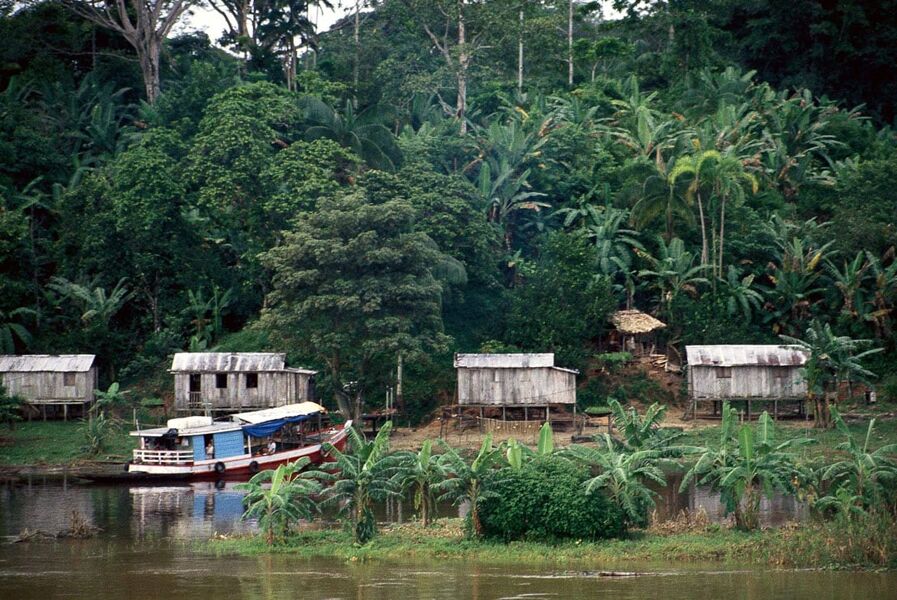 La selva amazónica podría desaparecer en menos de 50 años