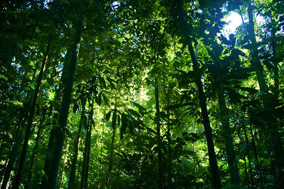 [Resumen 22/05] Los bosques tropicales, más robustos de lo esperado