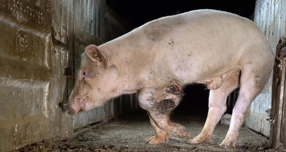 Comienza el juicio por maltrato animal en la granja porcina «de los horrores» de Murcia