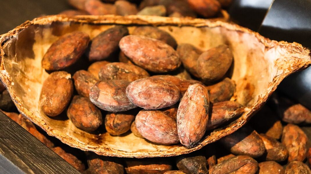 Un mundo sin chocolate: una consecuencia (que quizá no conozcas) de la crisis climática