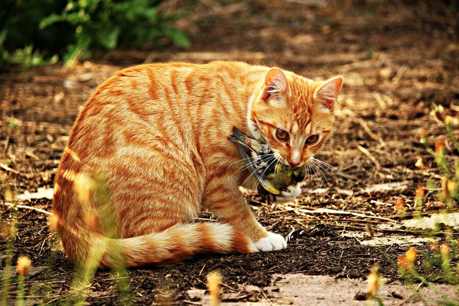 Los gatos domésticos han extinguido más animales que ningún otro depredador