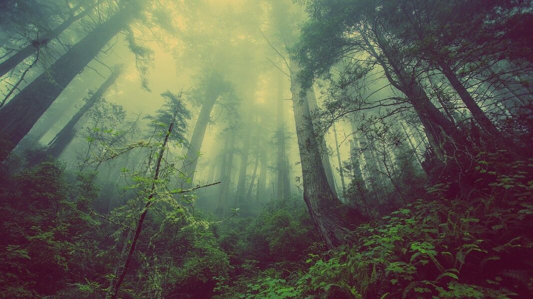 Maneras de mirar un bosque
