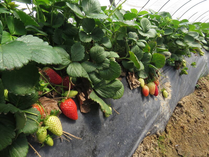 WWF pide a los supermercados europeos que no comercialicen “fresas ilegales de Doñana”