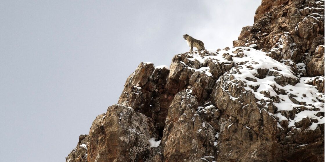 ¿Qué pasará con el leopardo de las nieves cuando ya no haya nieve?
