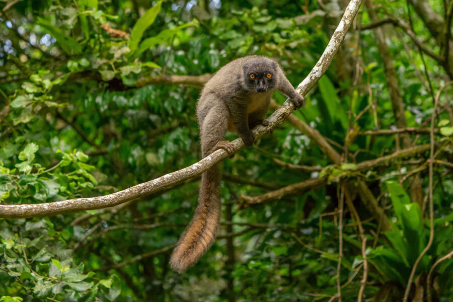 Los años perdidos de Madagascar