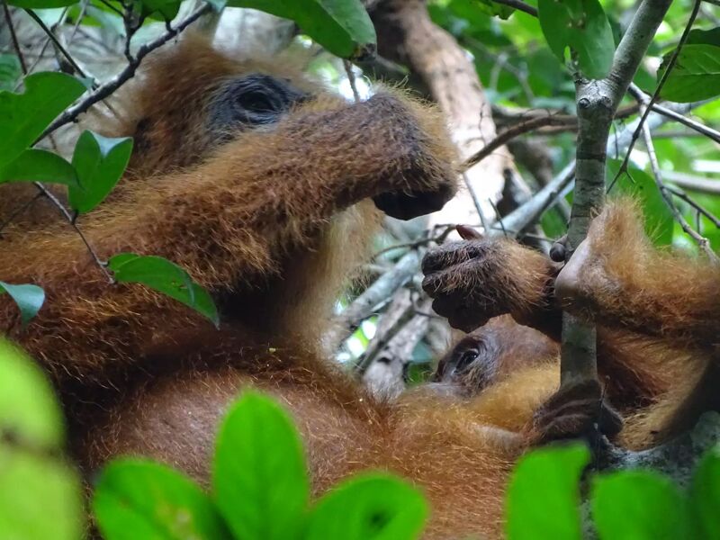 Larga vida a las madres orangutanas, maestras activas de la supervivencia