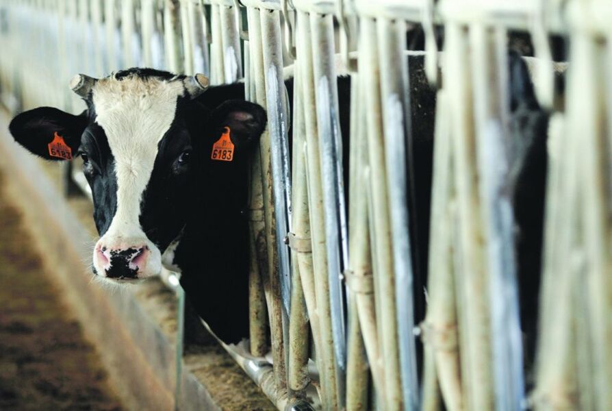 Nuevo dossier de ‘La Marea’: el camino hacia la dignidad animal