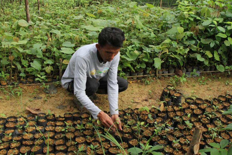 ¿Se puede reforestar una selva tropical?