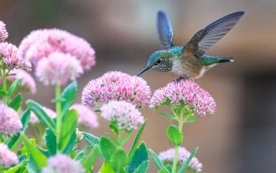 En un planeta sin moscas ni colibríes, el chocolate volvería a ser un lujo