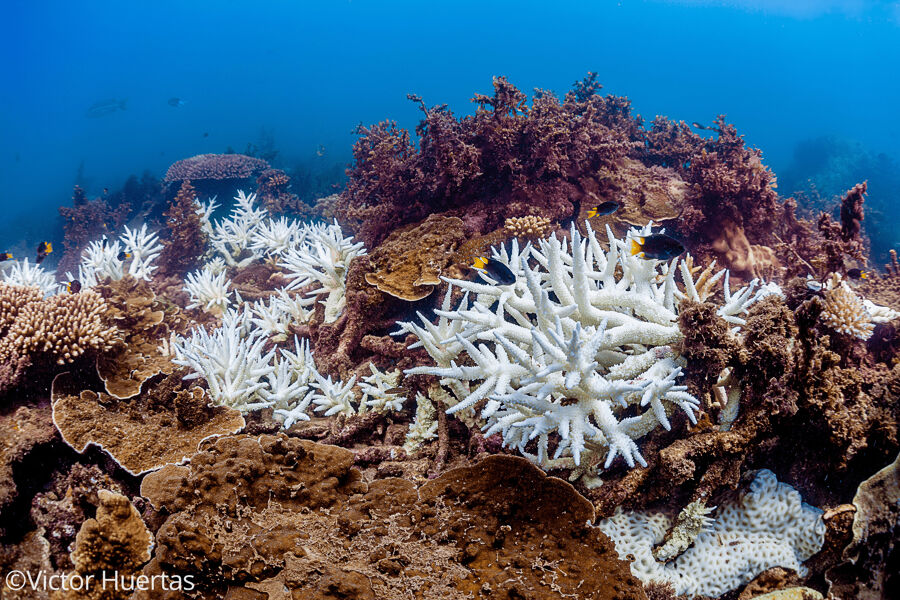 [14/10] El calentamiento global reduce a la mitad los corales de la Gran Barrera de Coral