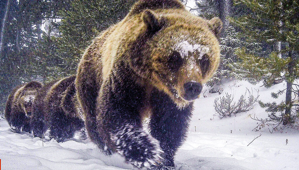 Yellowstone, más valioso que el oro 