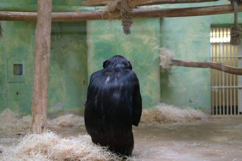 Ya no se les da cerveza, pero el comercio ilegal de primates aún existe en España